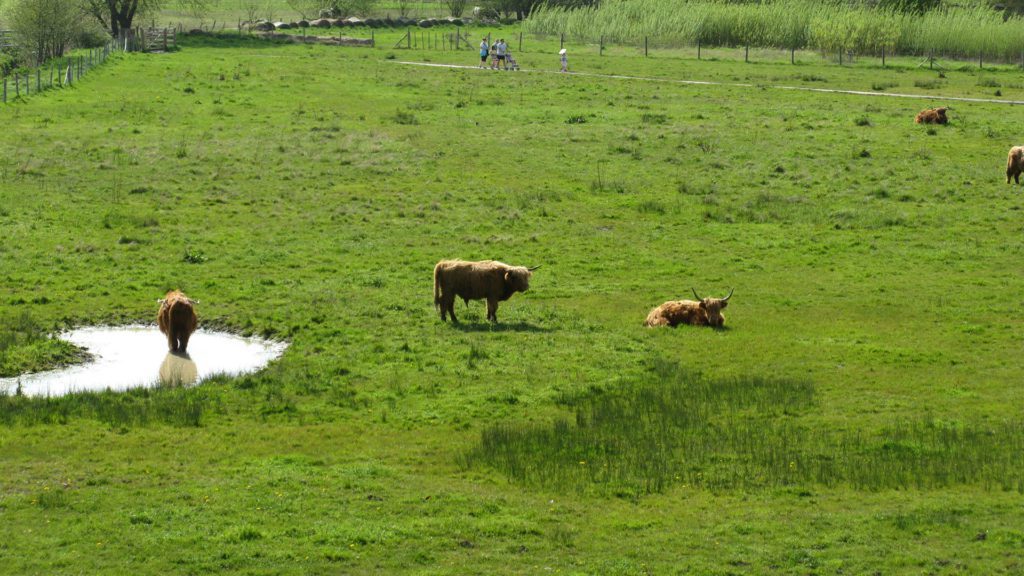 highland cattle in wetland meadow at Hambrook Marshes