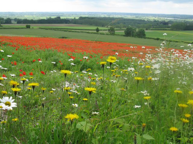 View of Stour Valley with flowers in foreground and poppies