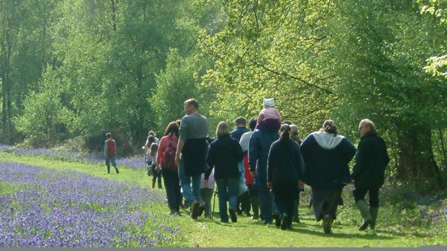 group enjoying bluebells during guided walk