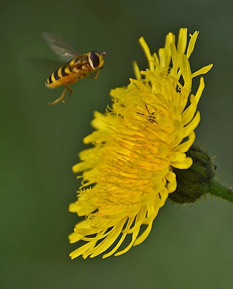 Hoverfly by Alan Britton