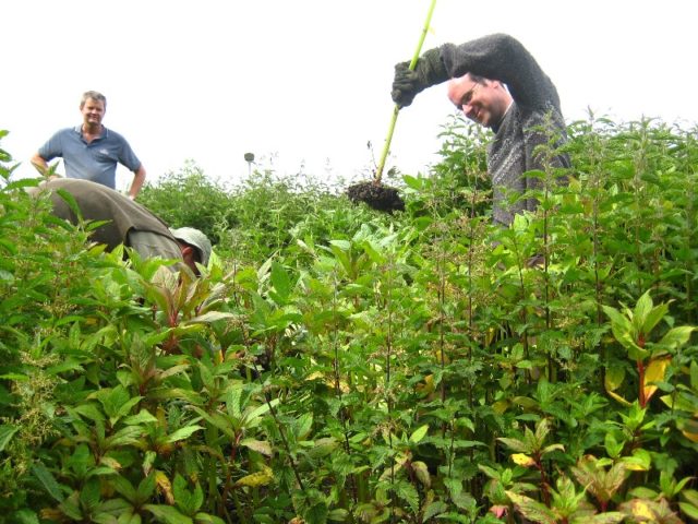 volunteers pulling himalayan balsam