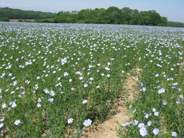 flax field in bloom near Mayton Oast