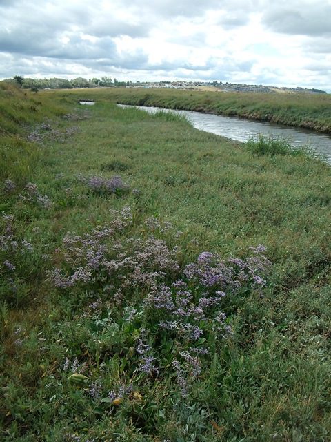 Sea lavender by Swalecliffe Brook