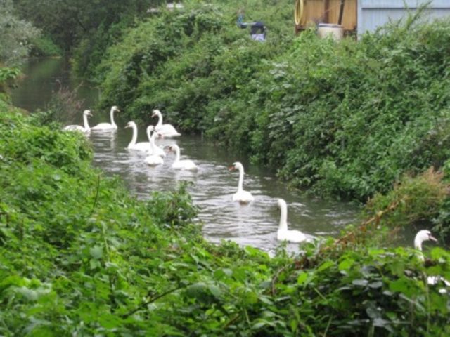 Swans in river in Canterbury