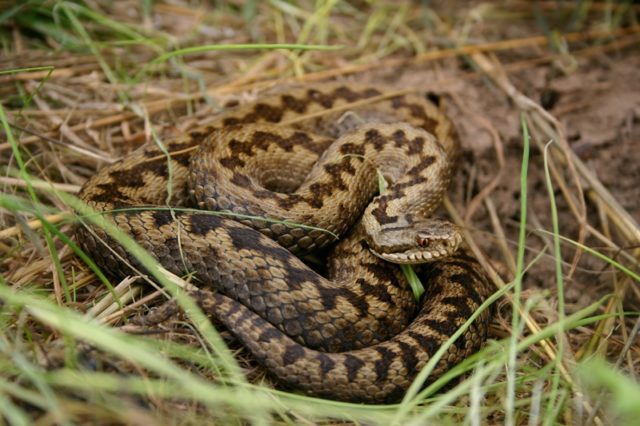 coiled female Adder