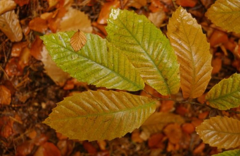 sweet chestnut leaves