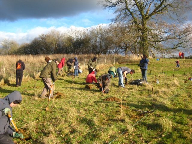 volunteers doing tree planting on the downs