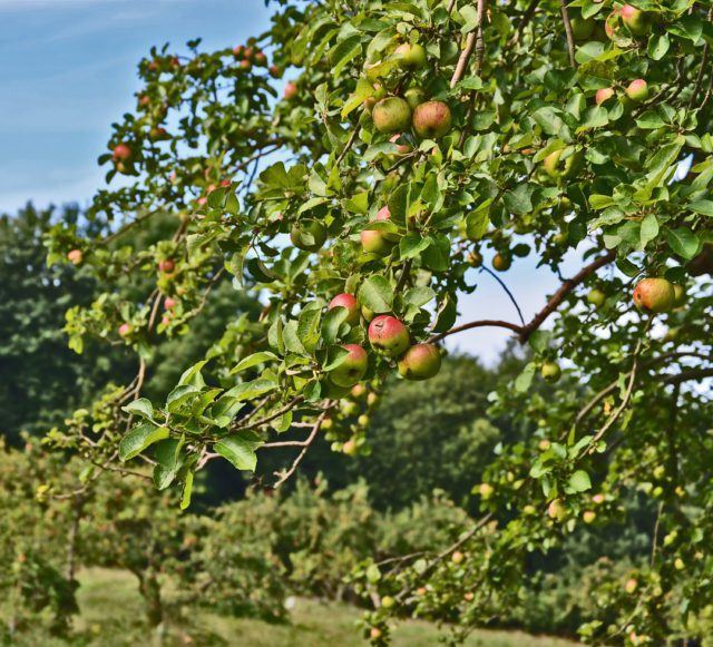 Apples on an orchard tree