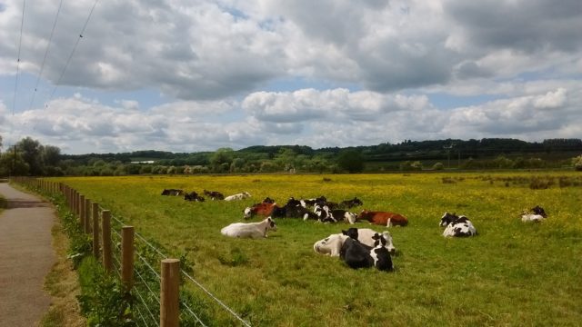 Cattle resting at Hambrook