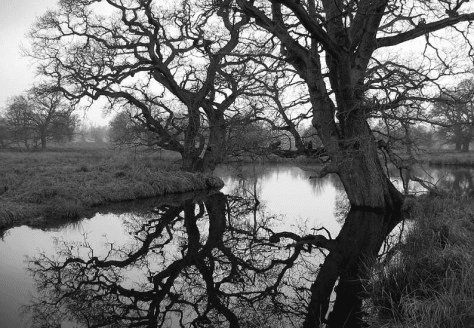 tree shadow sin river