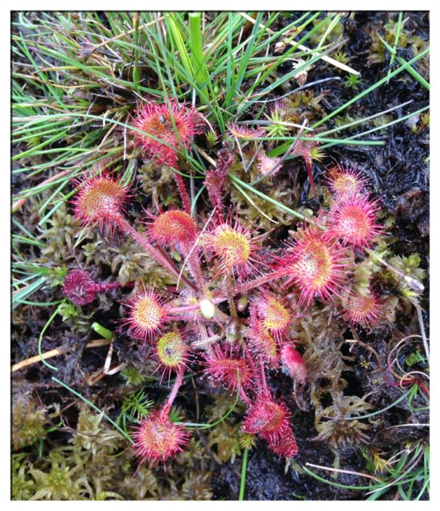 Sundew at Hothfield heathlands