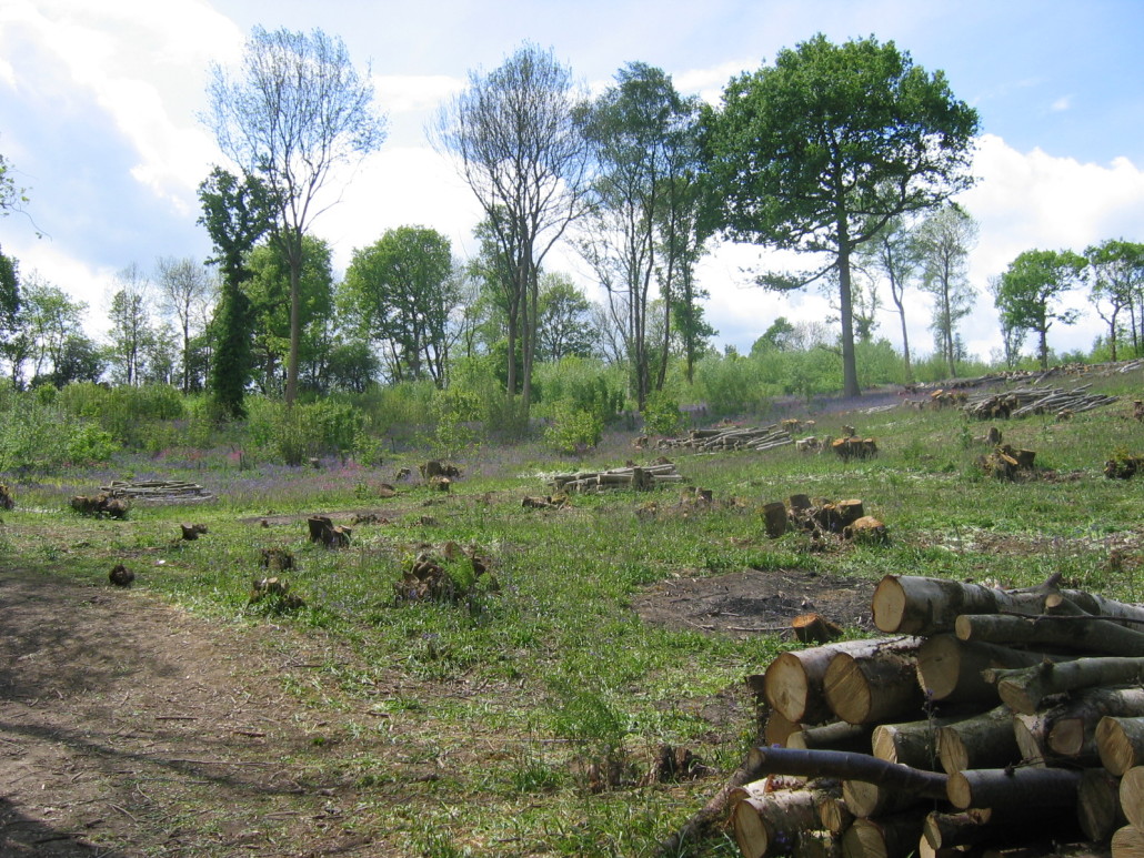 Coppicing