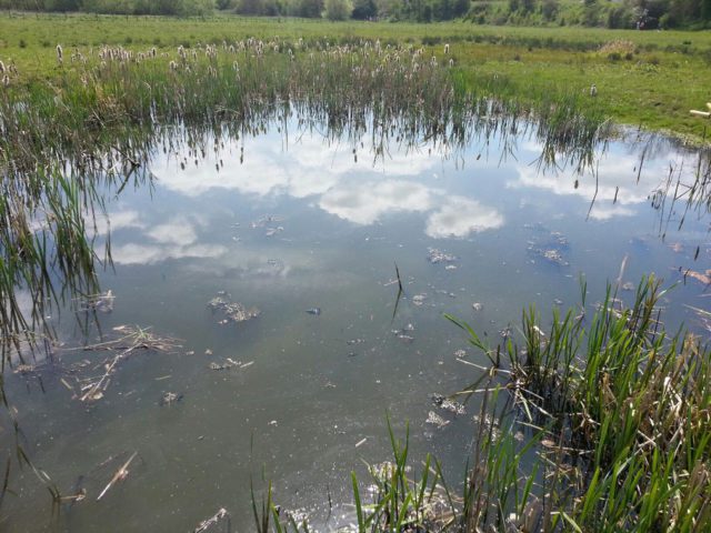 Pond at Hambrook