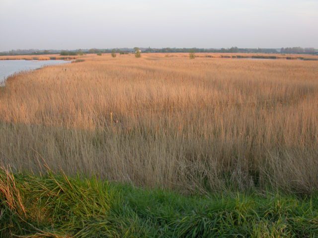 Reedbed at Stodmarsh