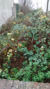 IMG_20151215_143322848