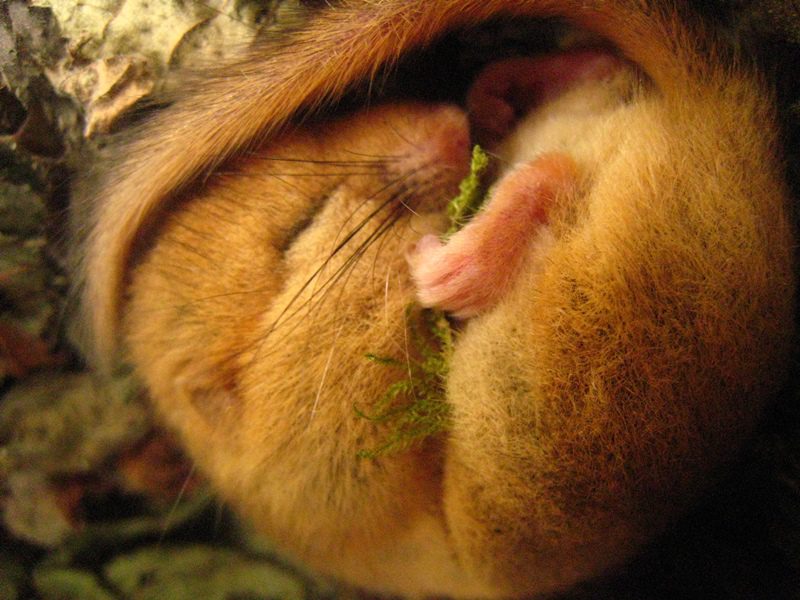 sleeping dormouse