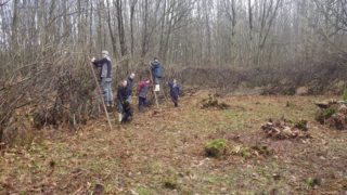 Sweet chestnut sculptura arch at King's Wood