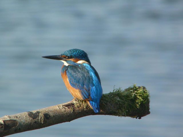 Kingfisher (pic Roland Wells-Colyer)