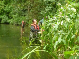 Pulling Himalayan Balsam by river