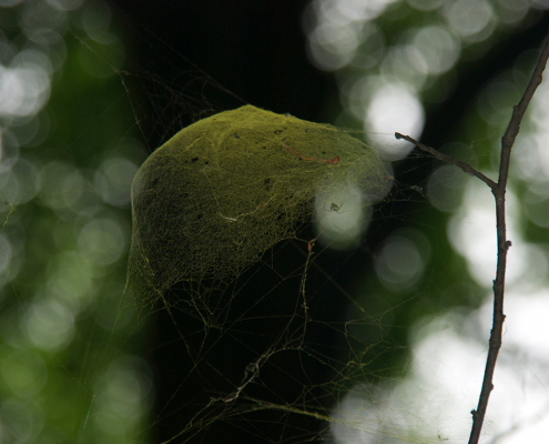 close up photo of spider web with paint by Madeline Jones