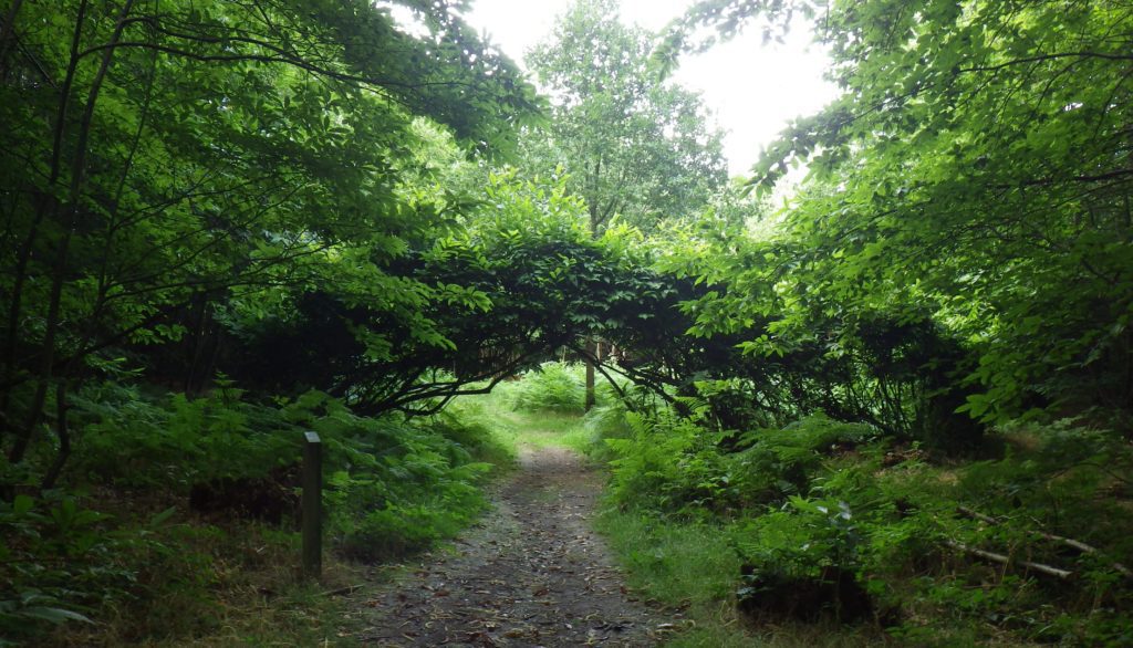 Living Arch by Richard Harris woven tree sculpture in full leaf