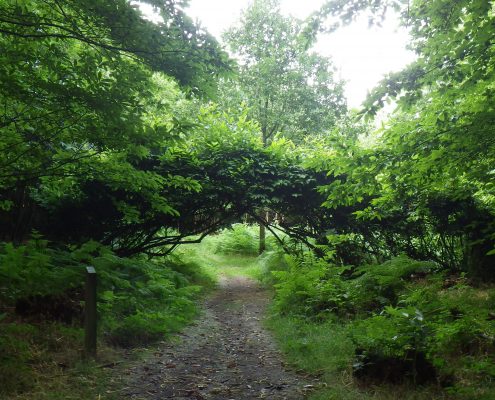 Living Arch by Richard Harris woven tree sculpture in full leaf