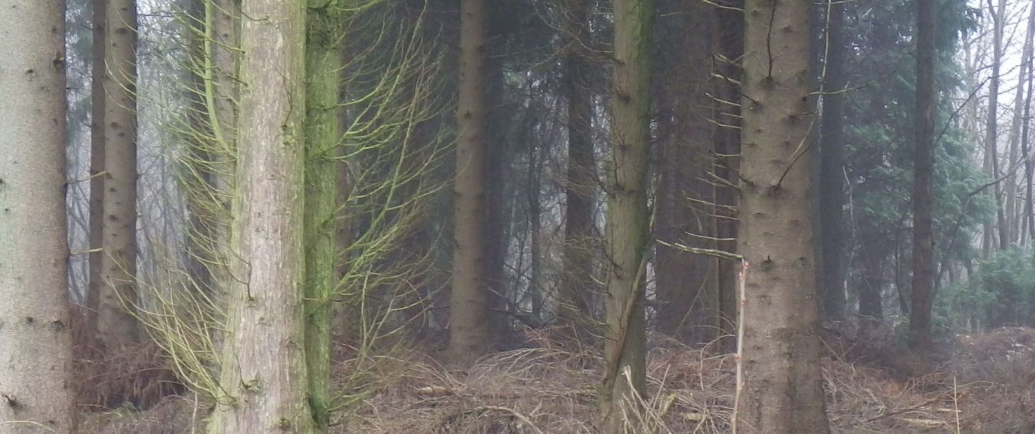 Kings Wood tree image in fog