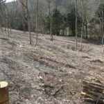 Trees cleared at Bonsai Bank to encourage ground flora