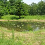 WIldlife ponds created in King's WOod