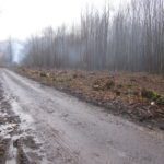 Trees having been felled to create lighter condtions on Pennypot lane, Denge Wood