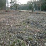 Area cleared of trees to allow light to reach woodland floor at Clowes Wood
