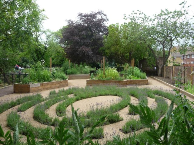 The lavender maze after planting
