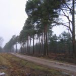 Trees cleared to create wide ride, leaving row of Scots Pines, King's WOod