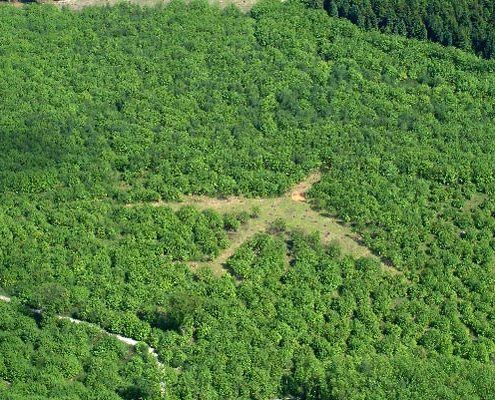 Sculpture in shape of B52 cut out of Sweet Chestnut coppice viewed from the air