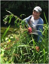 volunteer pulling large himalayan balsam