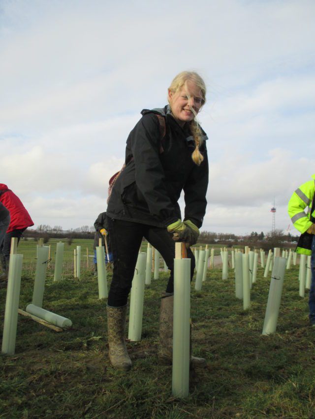 volunteer planting tree saplings