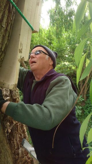 volunteer putting up bat box