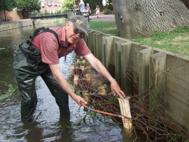 volunteer in waders sawing down stakes by riverbank