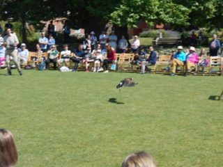 falcon display in Westgate Gardens