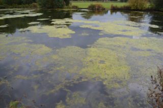 pond with algae