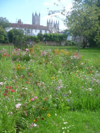 wildflower beds at Sollys Orchard Canterbury cathedral in background