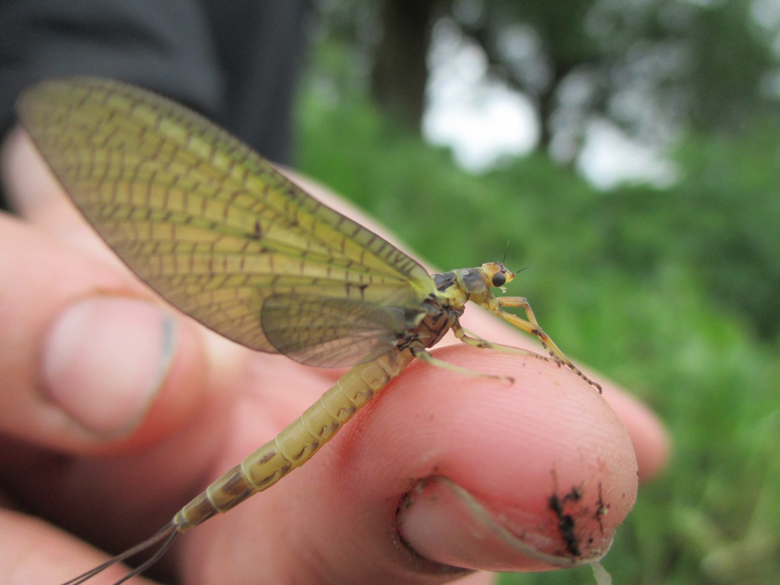 close up of mayfly on finger