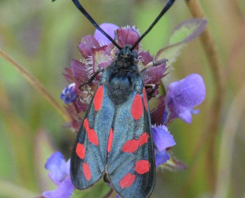 6 spot burnet moth in close up