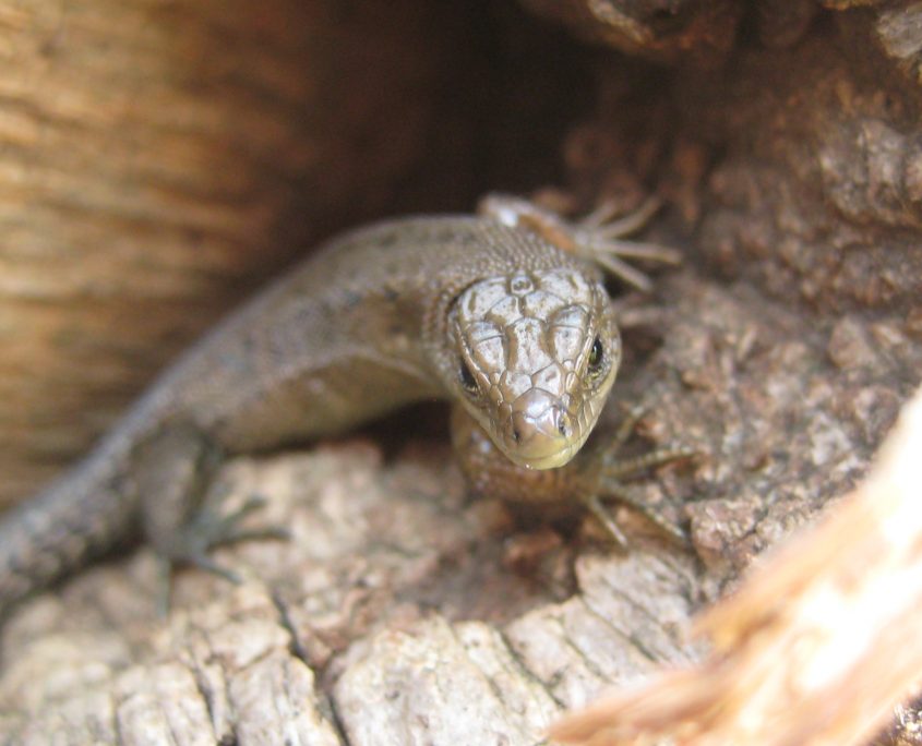 close up of common lizard