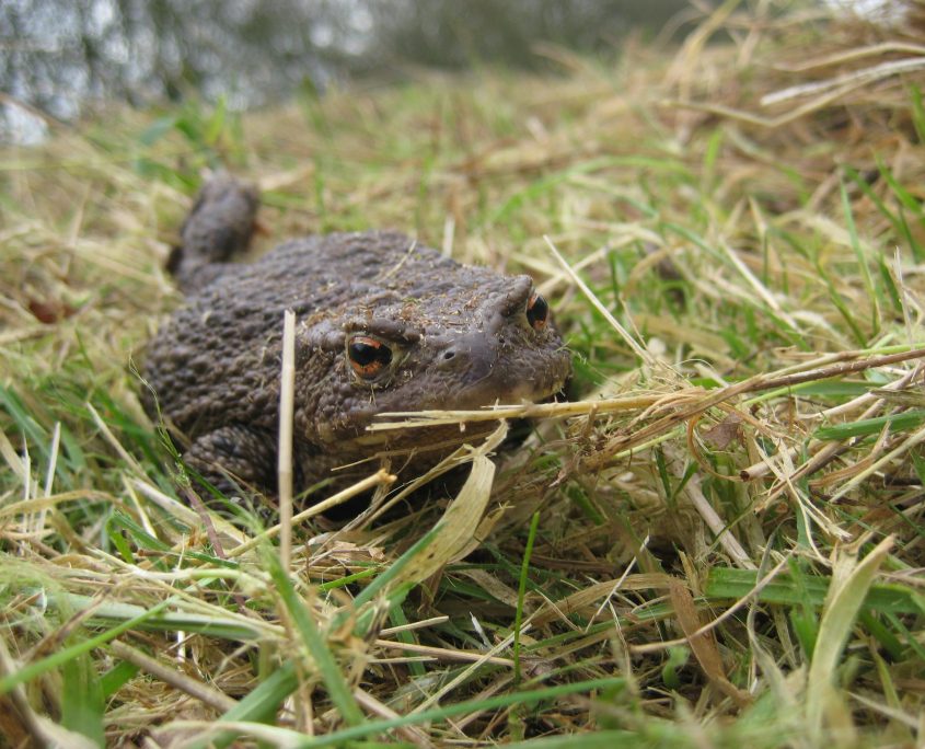 a toad in grass