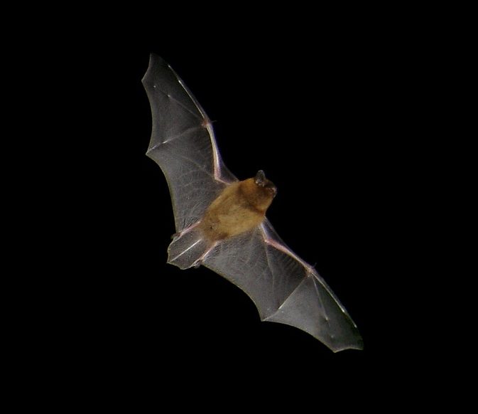 Pipistrelle Bat in flight