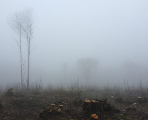 coppice in fog