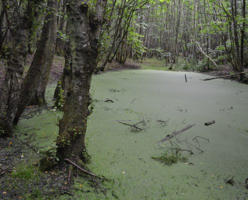 pond with algae in Kings Wood