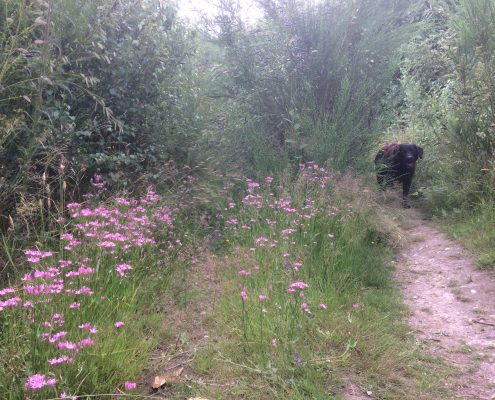 common centuary wildflowers and Abby dog in Kings Wood