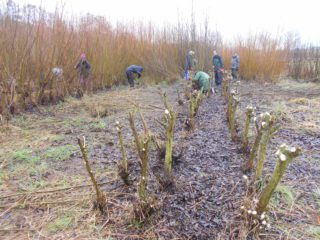 volunteers coppicing willowbeds at Hambrook